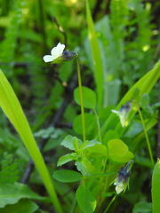 Bracteolatae