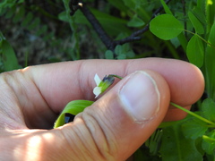 Bracteolatae