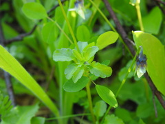 Bracteolatae