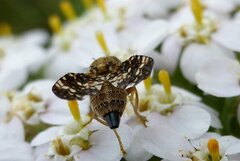 Oxyna flavipennis