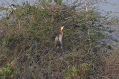 Ardea purpurea