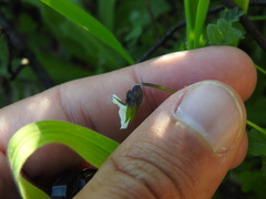 Bracteolatae