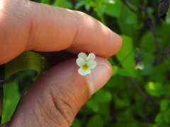 Bracteolatae