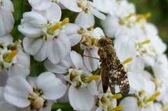 Oxyna flavipennis