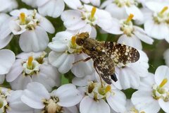 Oxyna flavipennis
