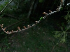 Microgramma vacciniifolia