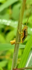 Neorthacris