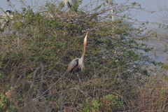 Ardea purpurea