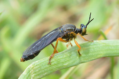Dioctria flavipennis