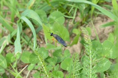 Dioctria flavipennis