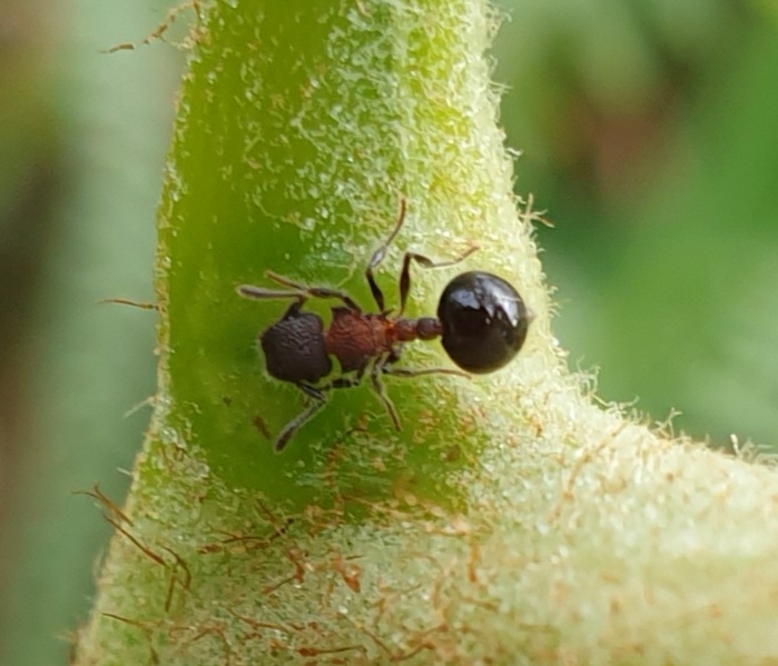 Meranoplus laeviventris