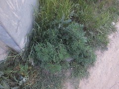 Artemisia mongolica