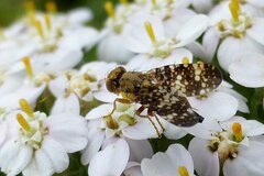 Oxyna flavipennis