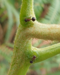 Meranoplus laeviventris