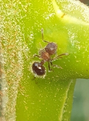 Meranoplus laeviventris