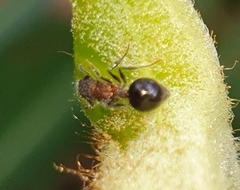 Meranoplus laeviventris