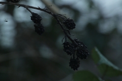 Rubus