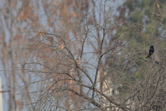 Dicrurus macrocercus