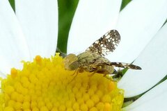 Oxyna flavipennis