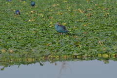 Porphyrio poliocephalus