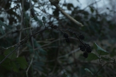 Rubus