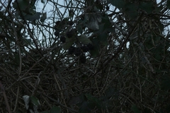 Rubus