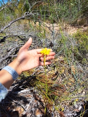Bobartia longicyma