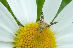 Oxyna flavipennis