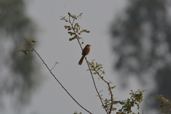 Prinia inornata