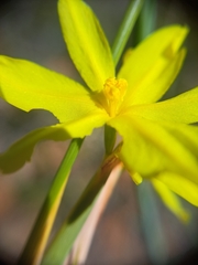 Bobartia longicyma