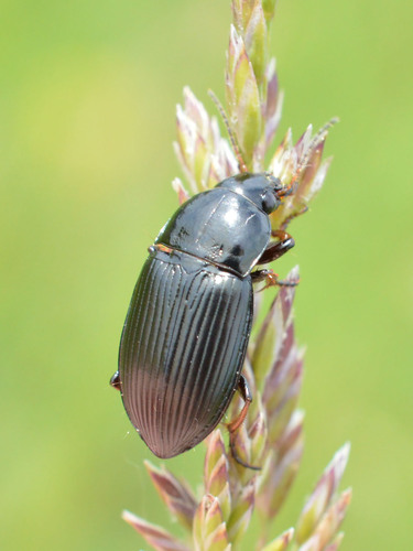 Amara fulvipes