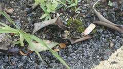 Trichogomphus mongol