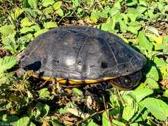 Acanthochelys macrocephala