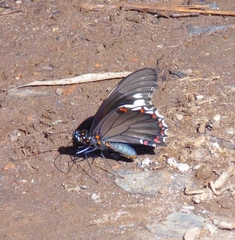 Battus polydamas polydamas