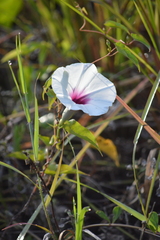 Ipomoea anisomeres