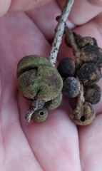 Disholcaspis quercusvirens