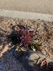 Penstemon parryi