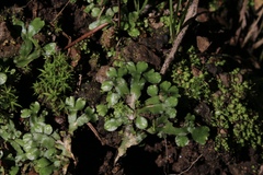 Targionia hypophylla