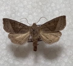 Mesogona oxalina