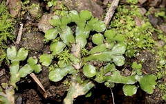 Targionia hypophylla