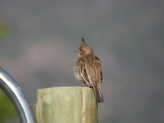 Coryphistera alaudina