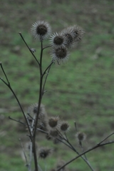 Arctium lappa