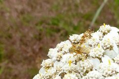 Oxyna flavipennis