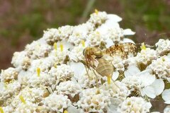 Oxyna flavipennis