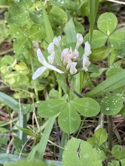 Trifolium clypeatum