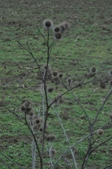 Arctium lappa