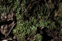 Targionia hypophylla