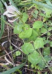 Trifolium clypeatum