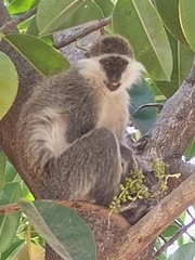 Chlorocebus aethiops