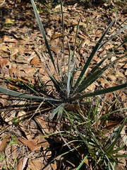 Yucca louisianensis